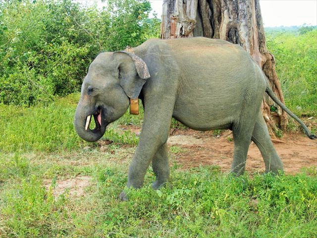 ウダワラウェ国立公園