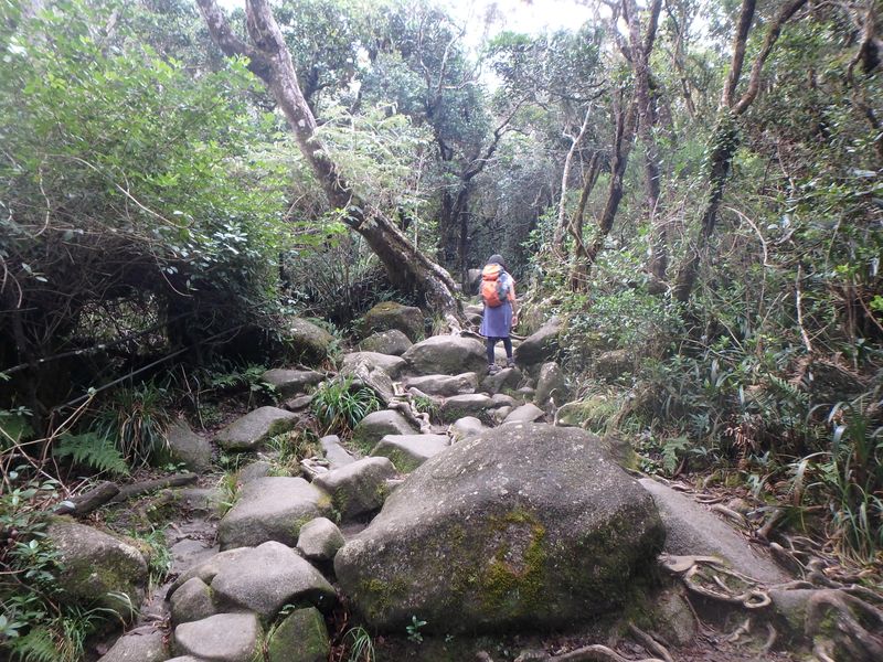 熱帯雨林のトレイル