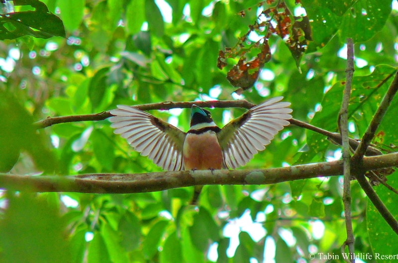 Black Yellow Broadbill