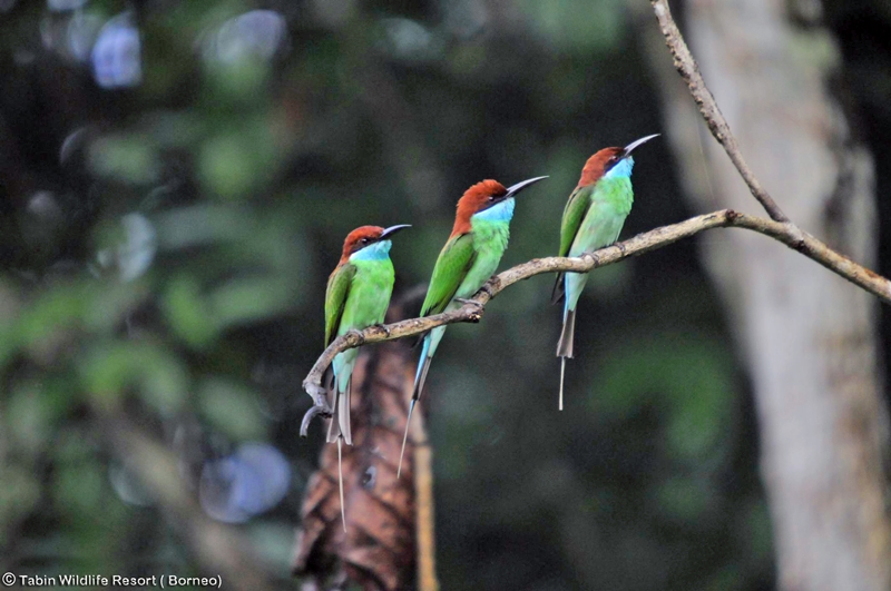 Blue throated Bee eater