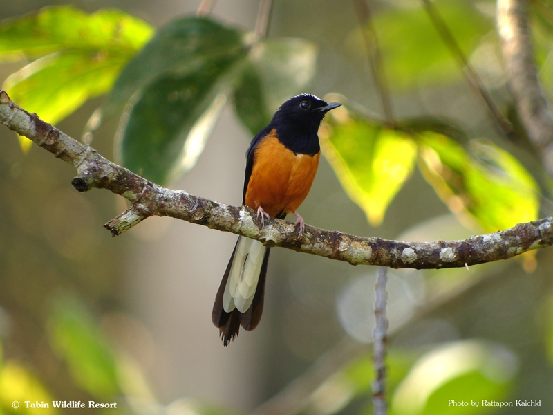 White crowned Shama