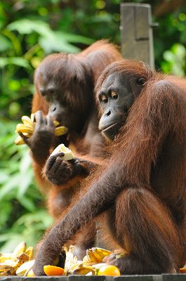 オランウータンの食事