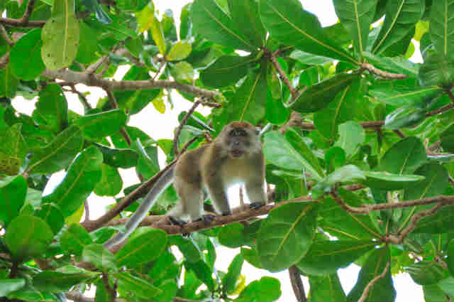 野生動物もすぐそばにやってきます