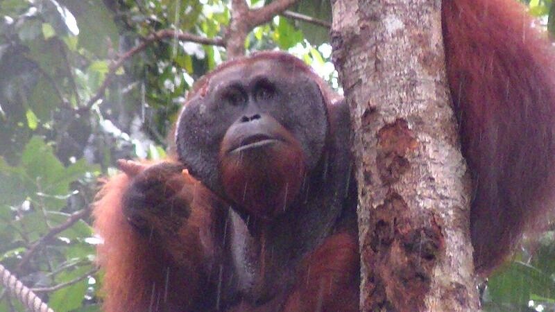 フランジ付　オランウータン