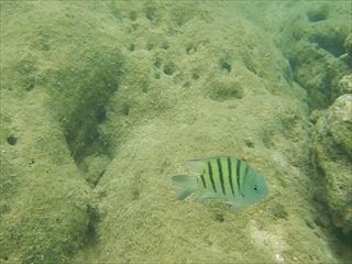 自由時間はスノーケリングや海水浴をどうぞ