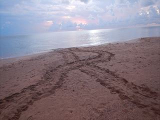 砂浜に残るウミガメの這い跡