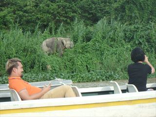 リバークルーズで出会ったボルネオゾウ