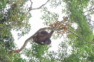 野生のオランウータンも見られるかも！？